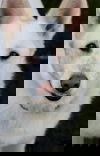 Wolfie
