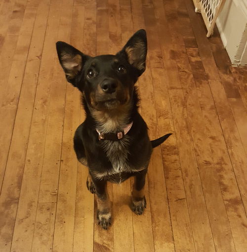 Nala
