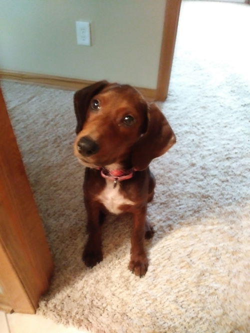 Baxter