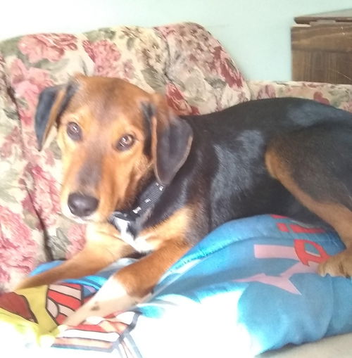 Hogan