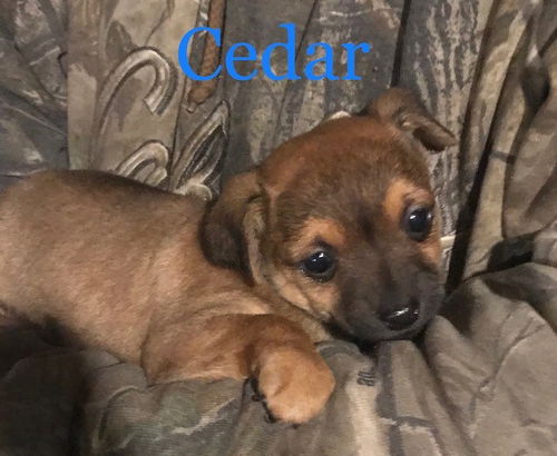 Cedar