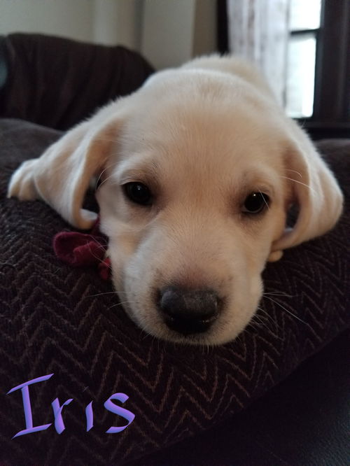 Iris