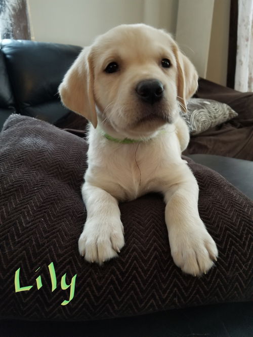 Lily