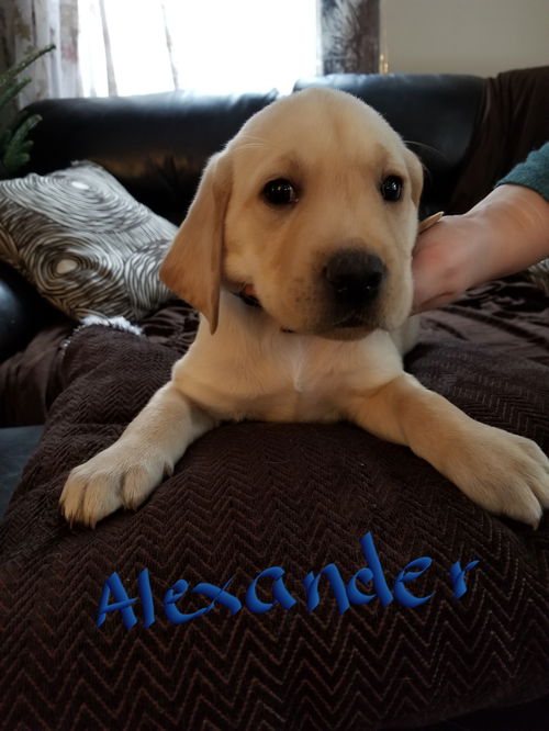 Alexander