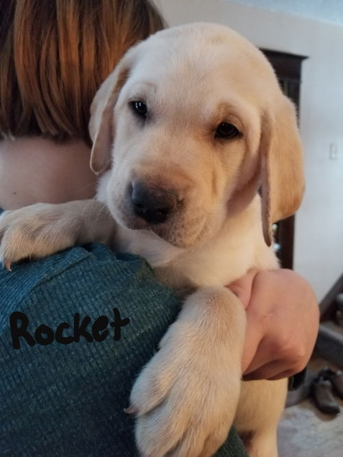 Rocket