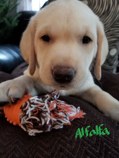 Alfalfa