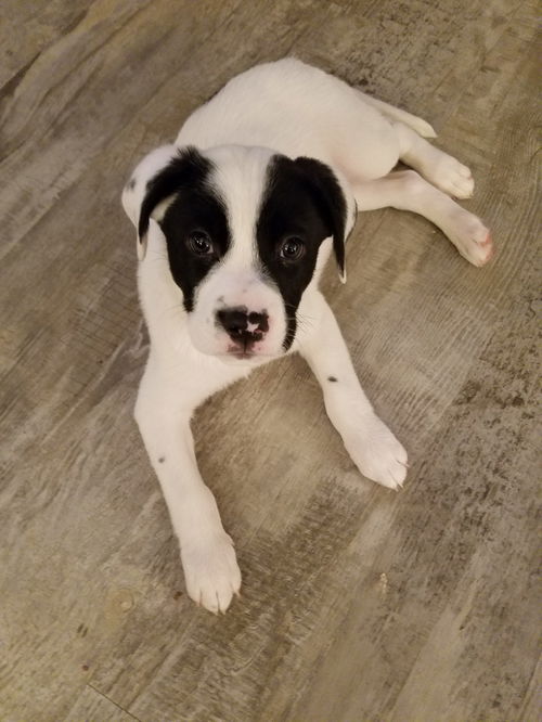 Olaf