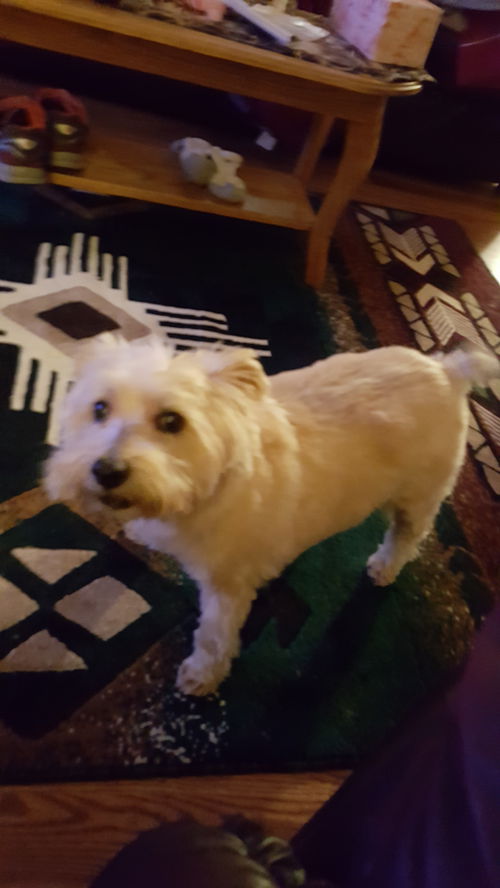 Tator