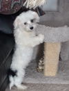 Charlie (vetting)