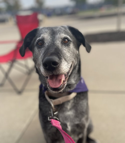 Paisley