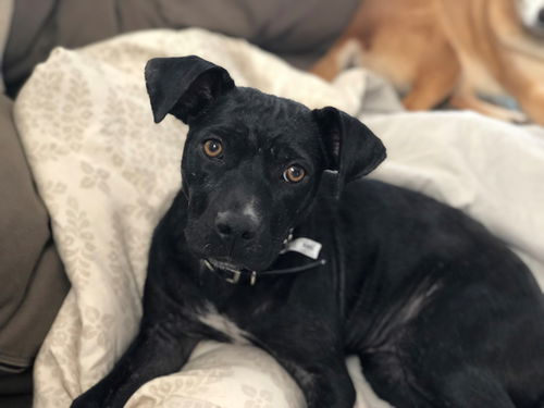 Elsie