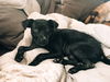 Elsie