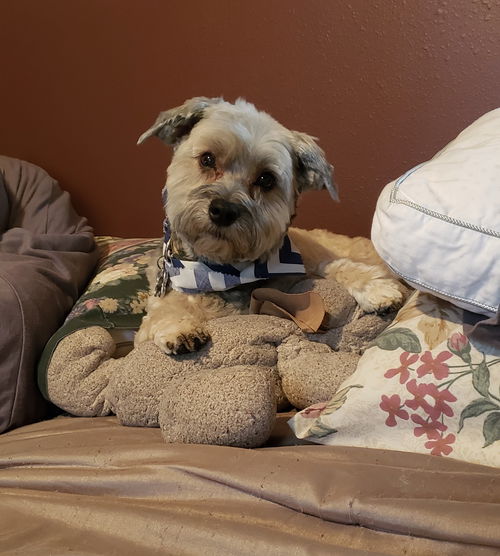 Otto