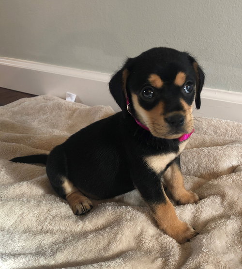 Darla