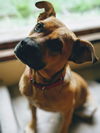 Marci