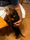 Rocky