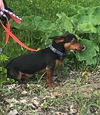 Rocky