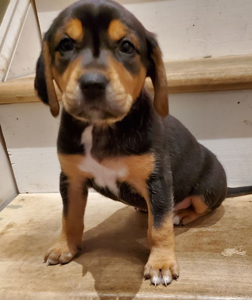 Lulu