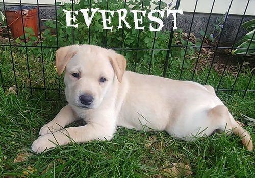 Everest