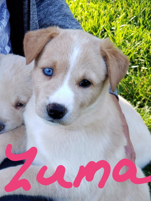 Zuma