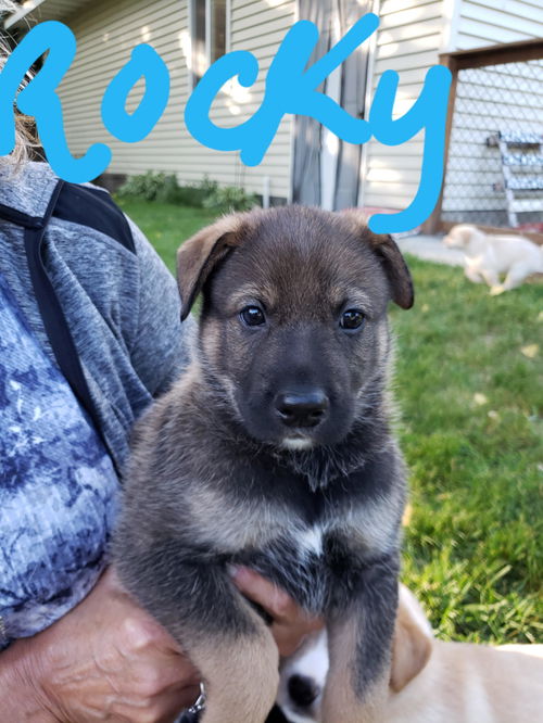 Rocky pup