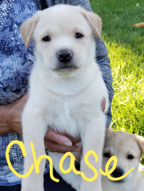 Chase
