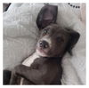 Harper