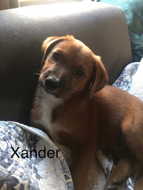 Xander