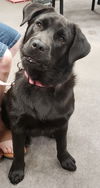 Maggie