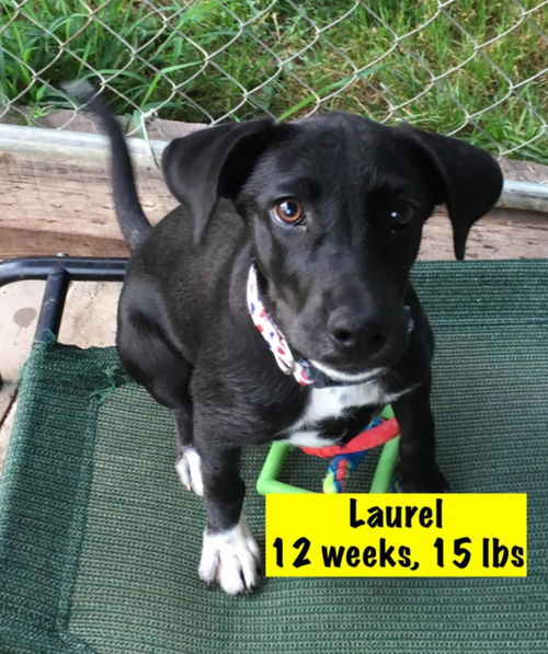 Laurel