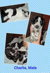 Charlie