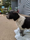 Charlie