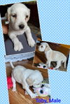 Toby
