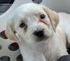 Toby