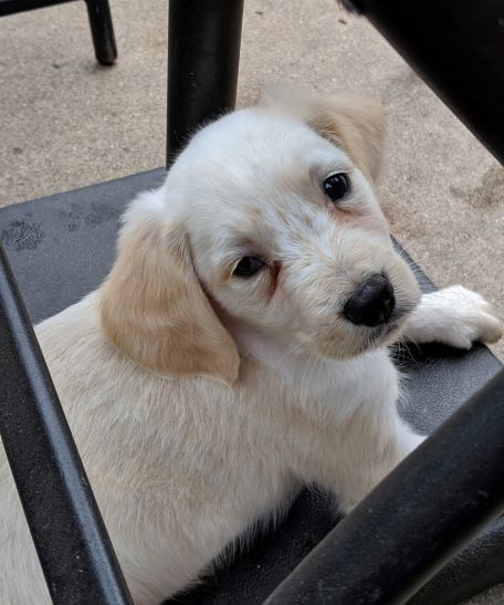 Toby