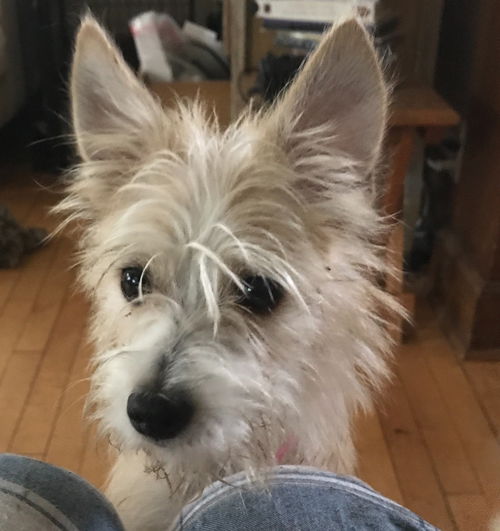 Daisy