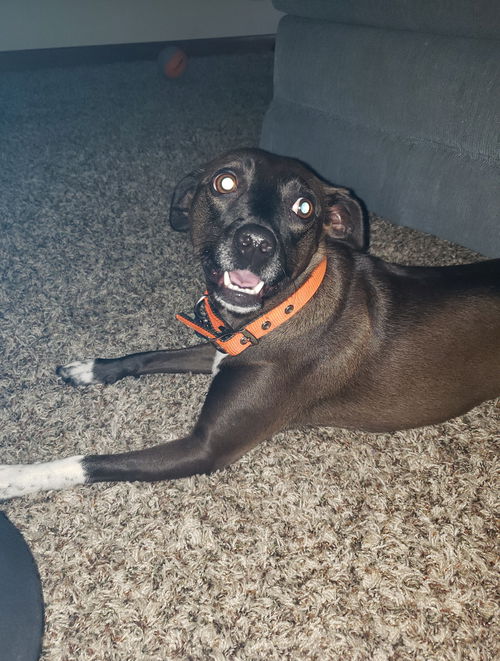 Sadie