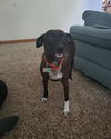 Sadie