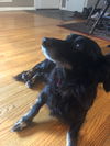 Rosie
