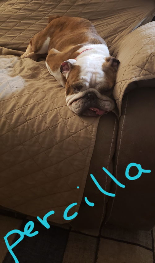 Percilla