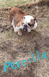 Percilla