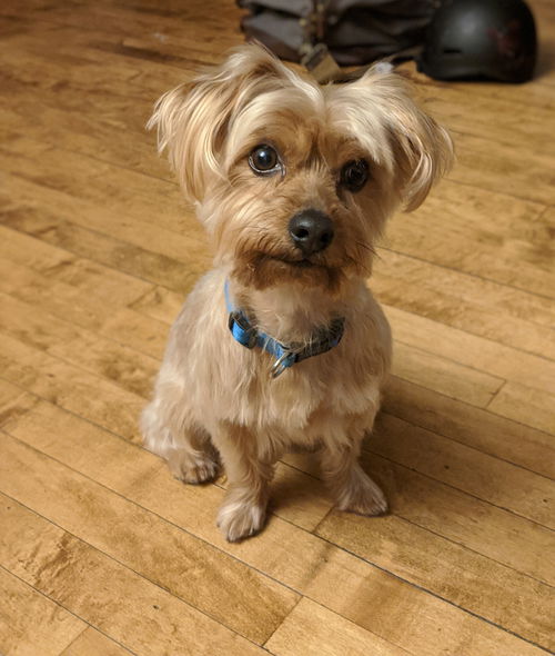 Toby