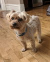Toby