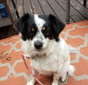 Tess