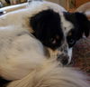 Tess