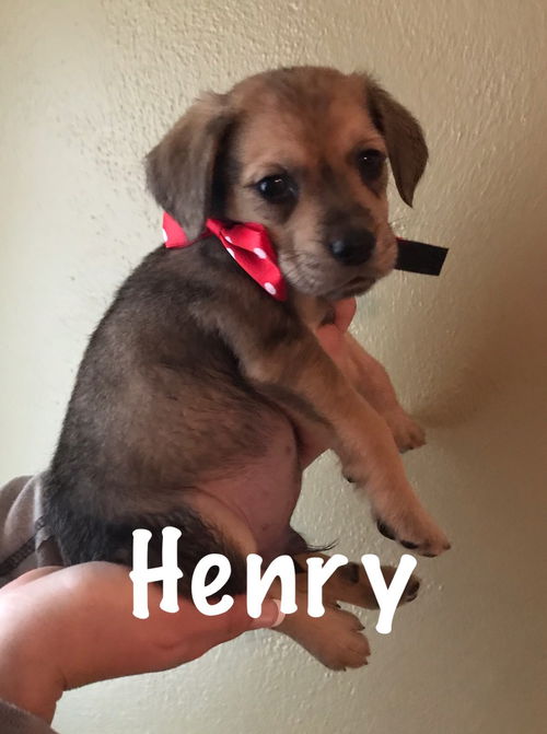 Henry