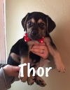 Thor