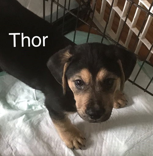 Thor