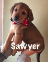 Sawyer