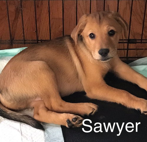 Sawyer